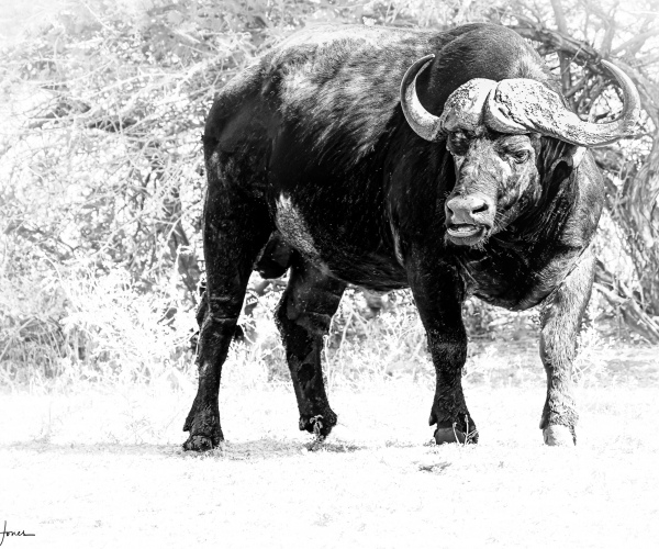 Cape Buffalo One Eyed
