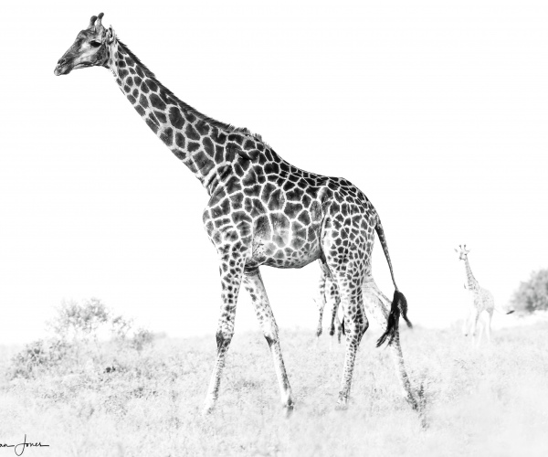 Giraffe Journey