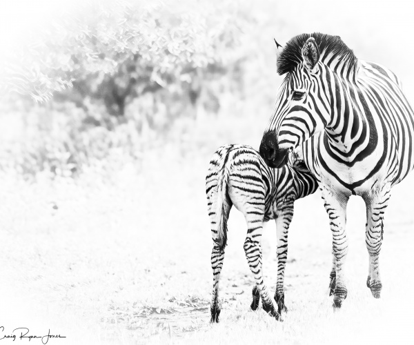 Zebra Maternal