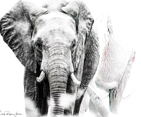 Elephant March