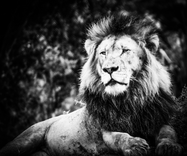 Lion Male Reclining