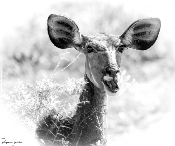 Kudu Female Eating 