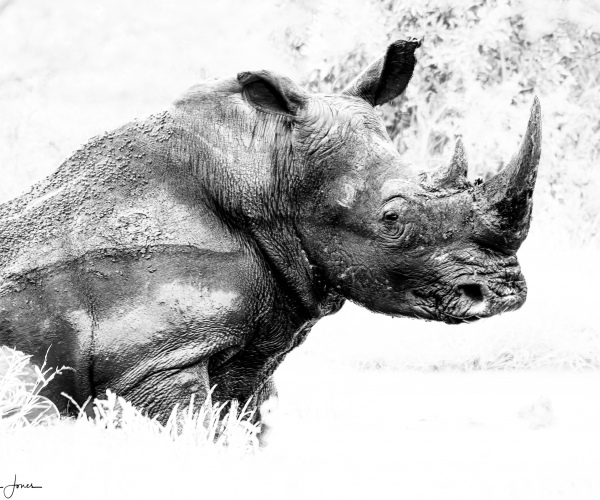 White Rhino Bull Mud Wallow
