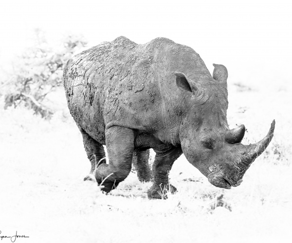 Rhino White Endangered