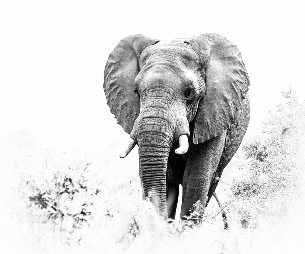 Elephant Moving to Water