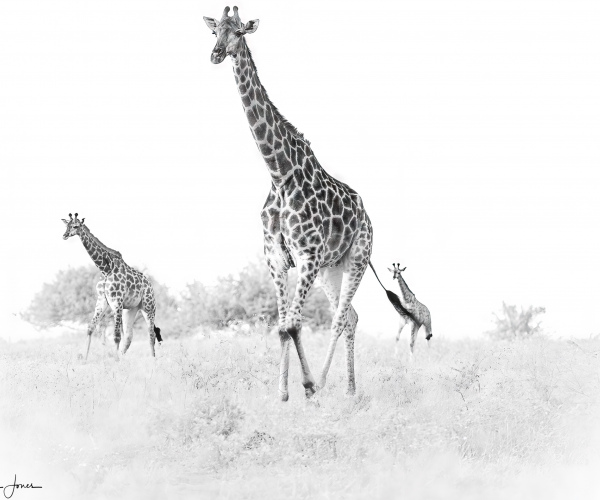 Giraffe Tower