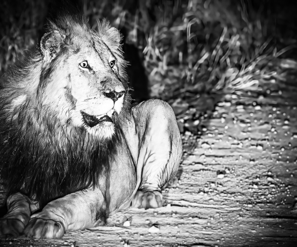 Lion Male Resting After Pride Takeover Fight