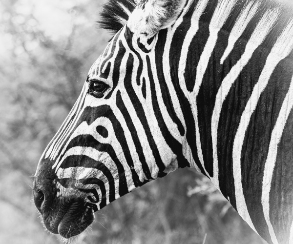 Zebra Stallion Profile