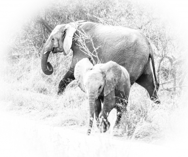 Elephant Mother and Baby