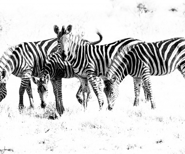 Zebra Patterns in the Veldt