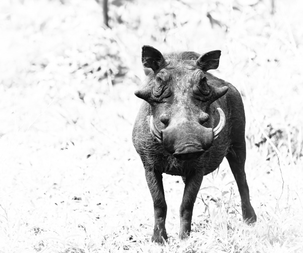 Warthog Awareness