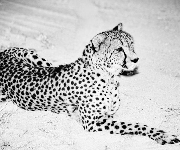 Cheetah on Road