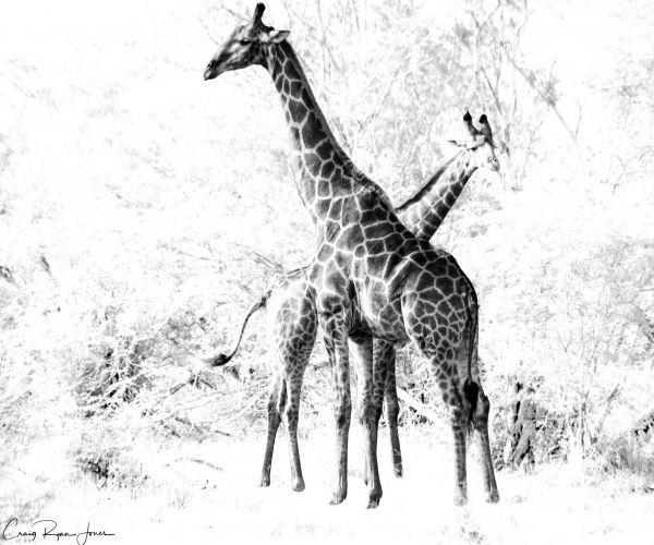 Giraffe Cross