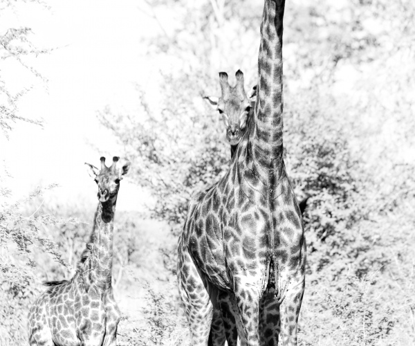 Giraffe Curious Family