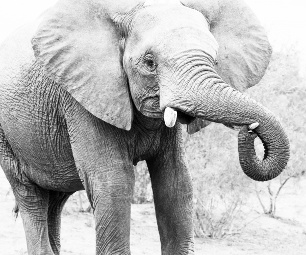 Elephant Trunk