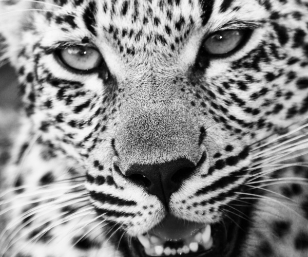 Leopard Up Close