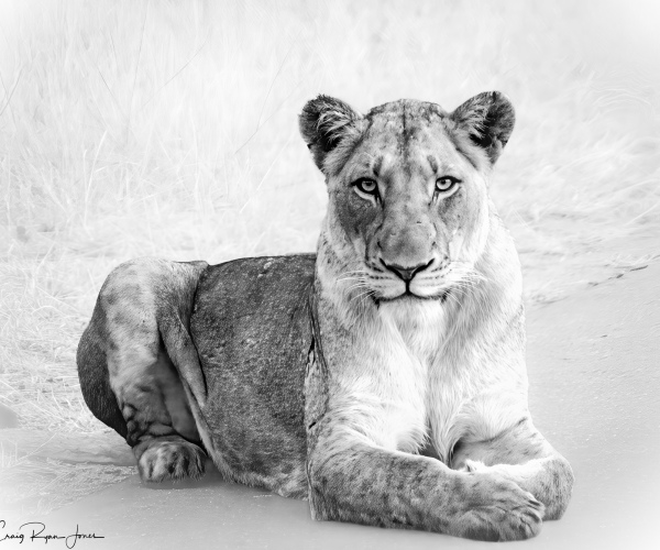 Lioness Locked On
