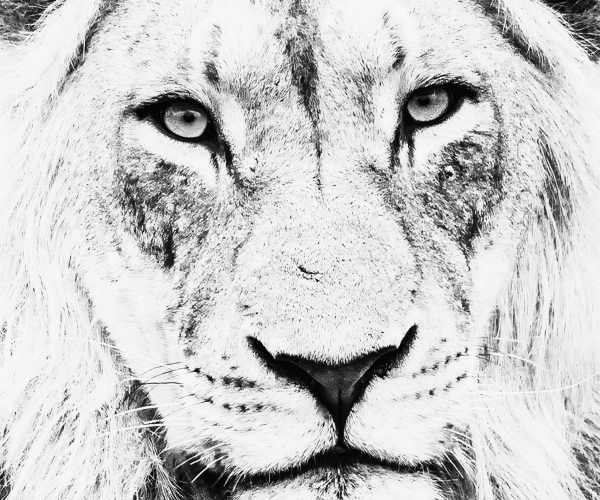 Lion Male Close Up