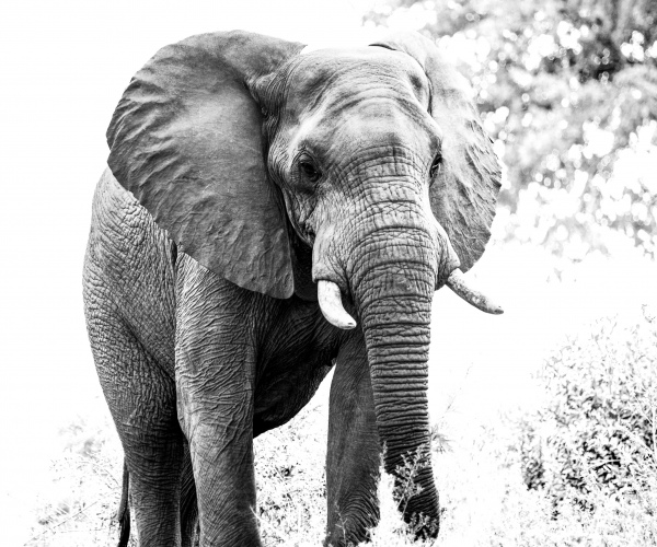 Elephant Bull Approaches
