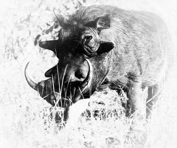 Warthog Male in the Dust