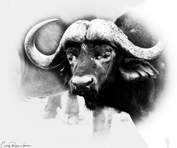 Cape Buffalo