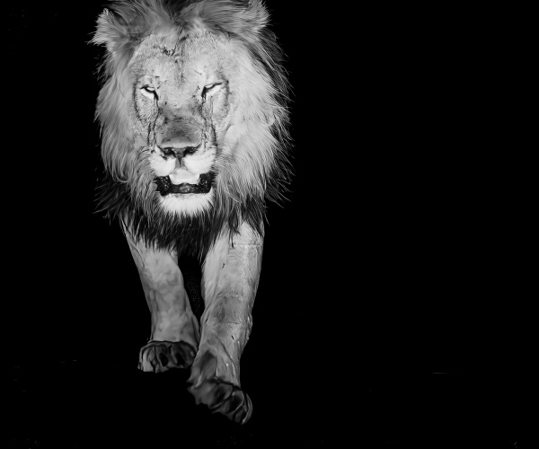 Lion Male After a Fight
