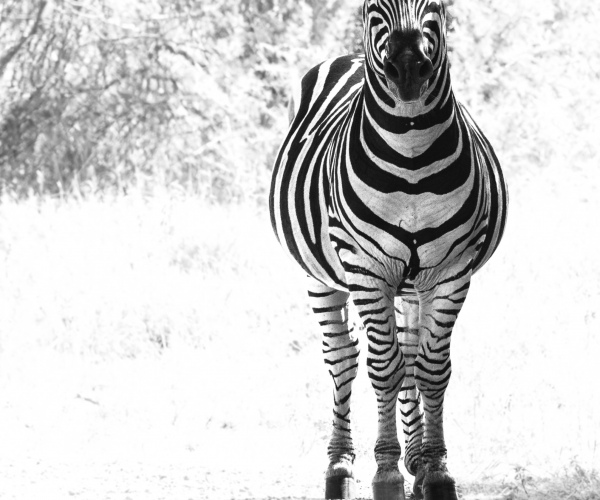 Zebra Stocky Frame
