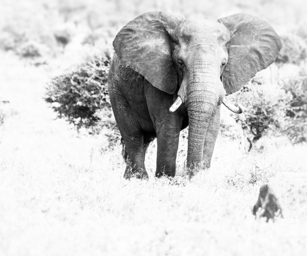 Elephant Male Listening