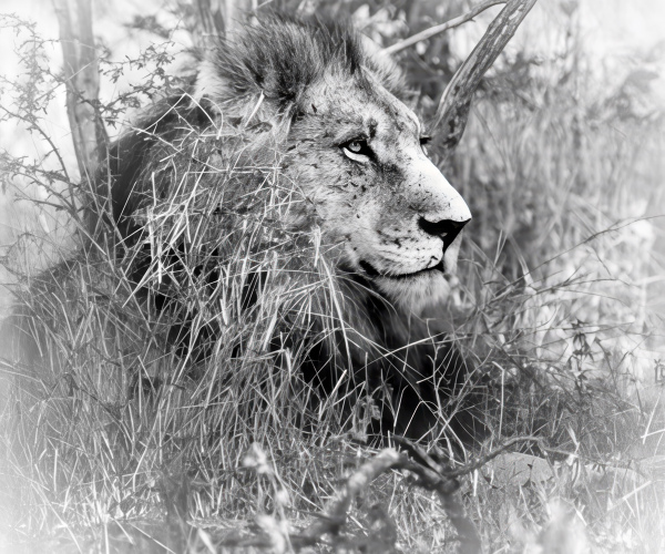 Lion Male King of His Territory