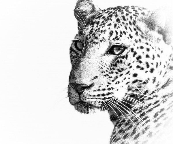 Leopard_Male_Portrait 