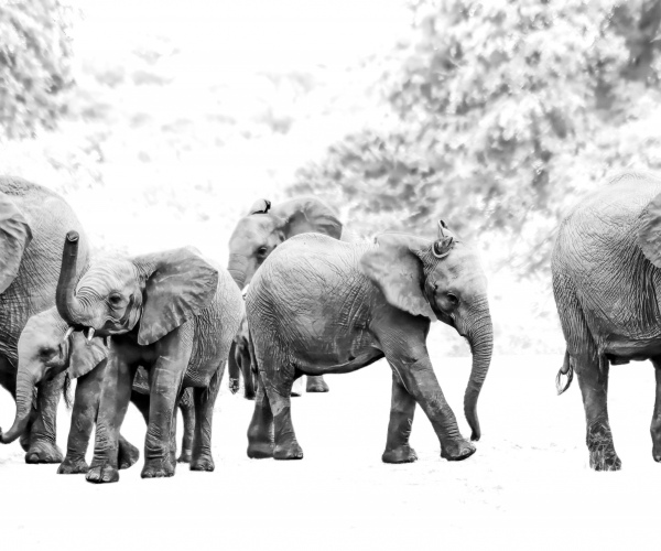 Elephant Family