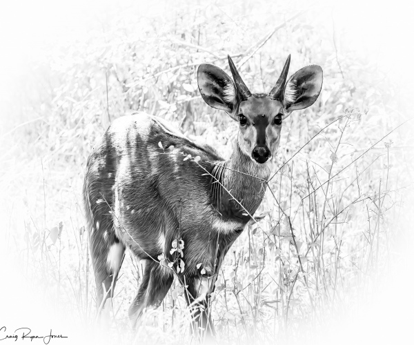 Bushbuck Ram