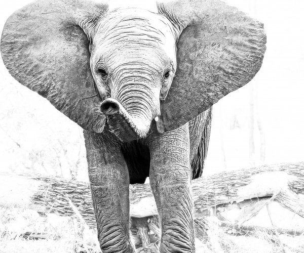 Elephant Baby Climbing Over Log