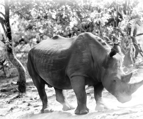 White Rhino Male Dusty