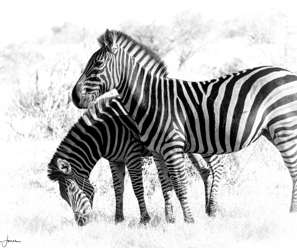 Zebra Duo 