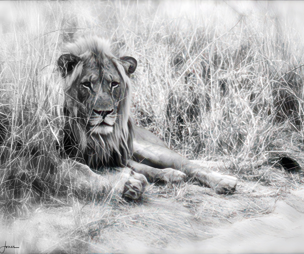 Lion Male Roadside