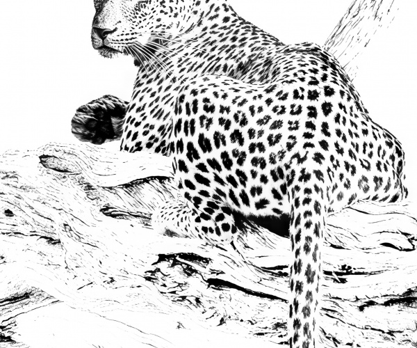 Leopard on a Branch