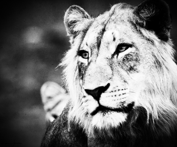 Lion Adolescence Male