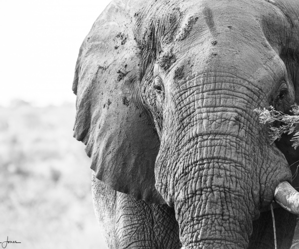 Elephant Male Close Up