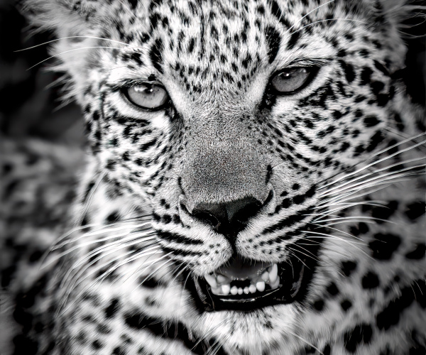 Young Leopard Portrait