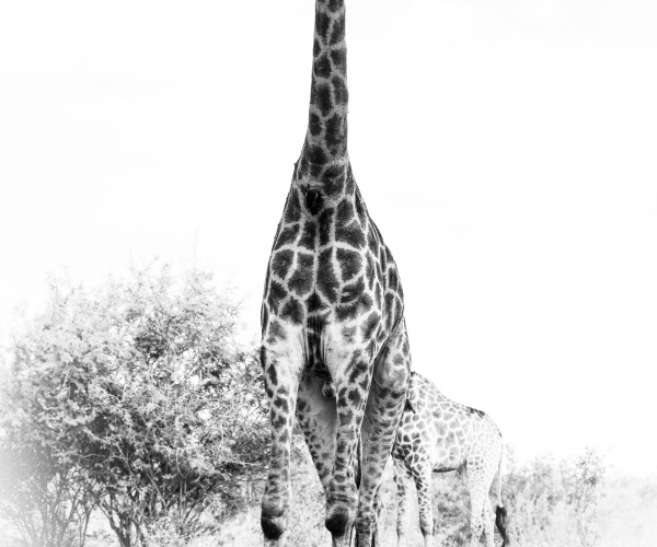 Giraffe Tall and Proud