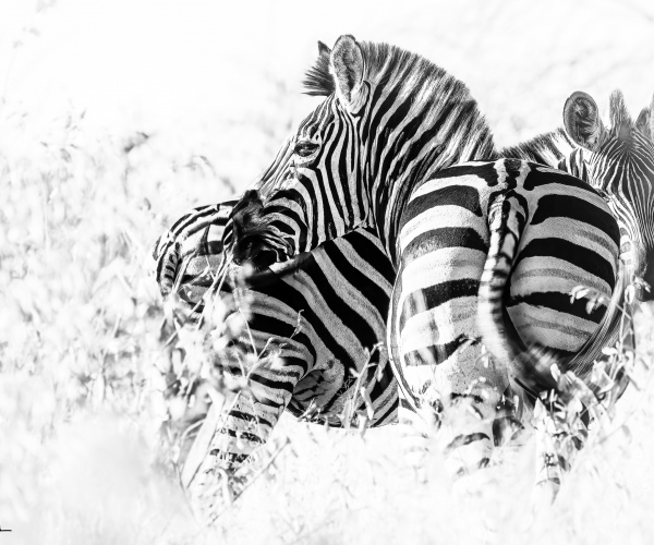 Zebra Patterns in the Grass
