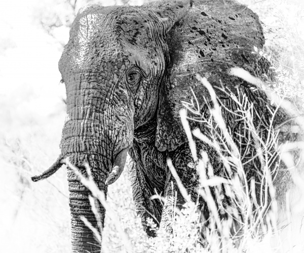 Elephant Male in the grass 