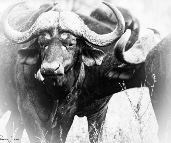 Cape Buffalo Herd