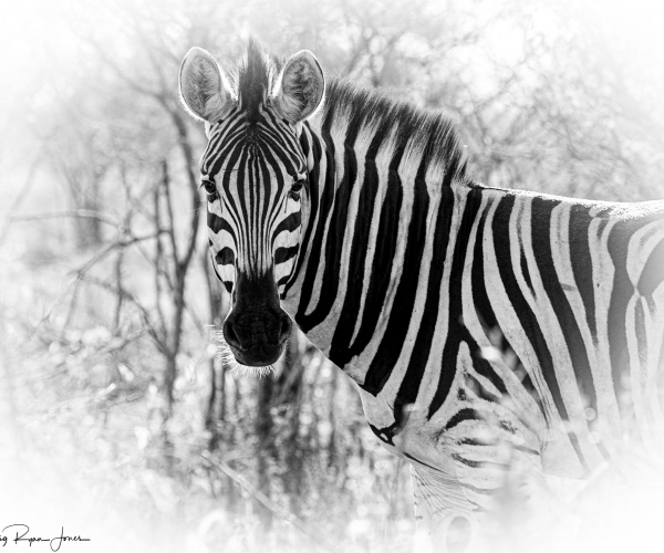 Zebra Watching You