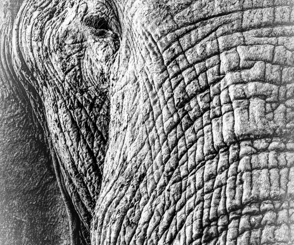 Elephant Male Extremely Close