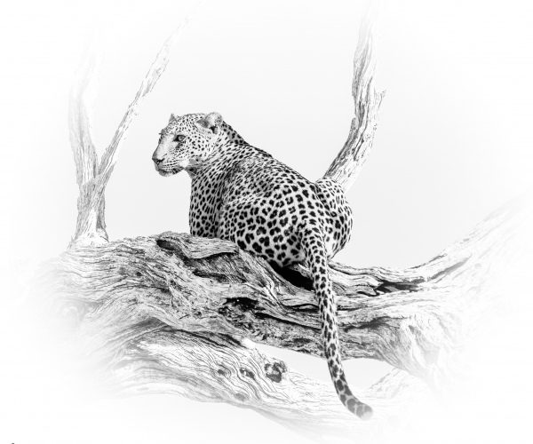 Leopard Looking Back
