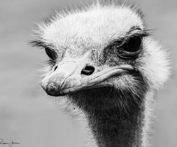 Ostrich Male
