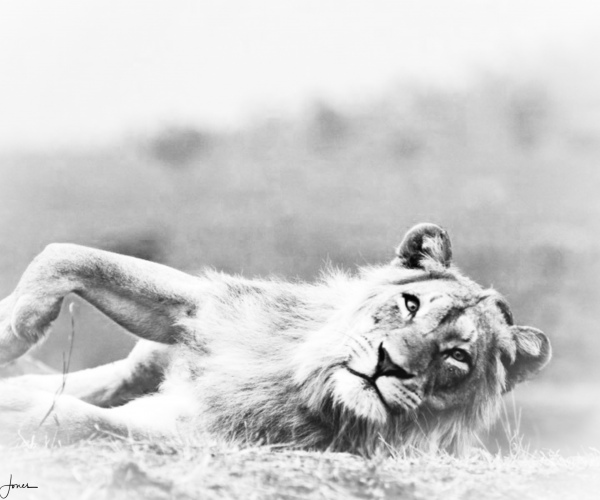 Lion Early Morning