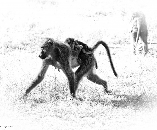 Baboon Carrying Baby